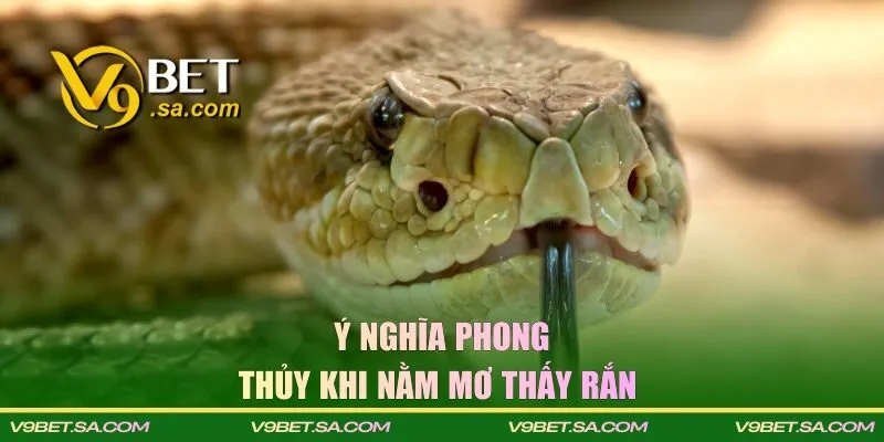 Giải mã ý nghĩa nằm mơ thấy rắn